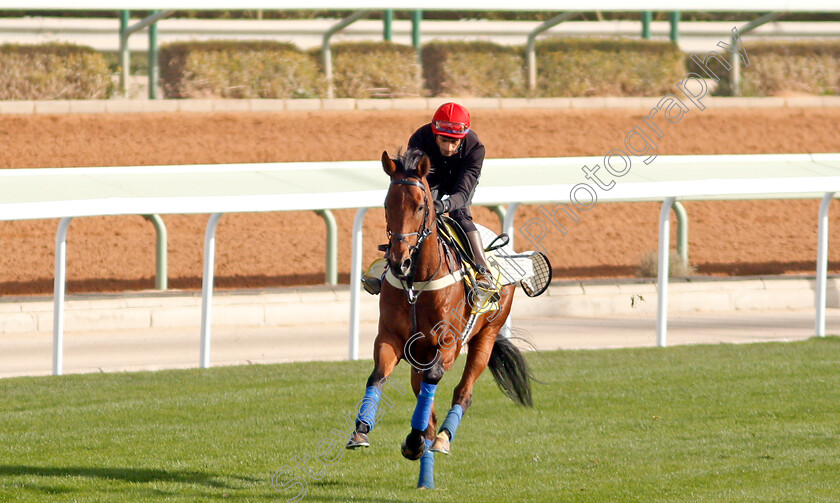 Port-Lions-0001 
 PORT LIONS preparing for The Neom Turf Cup
Riyadh Racetrack, Kingdom Of Saudi Arabia, 27 Feb 2020 - Pic Steven Cargill / Racingfotos.com