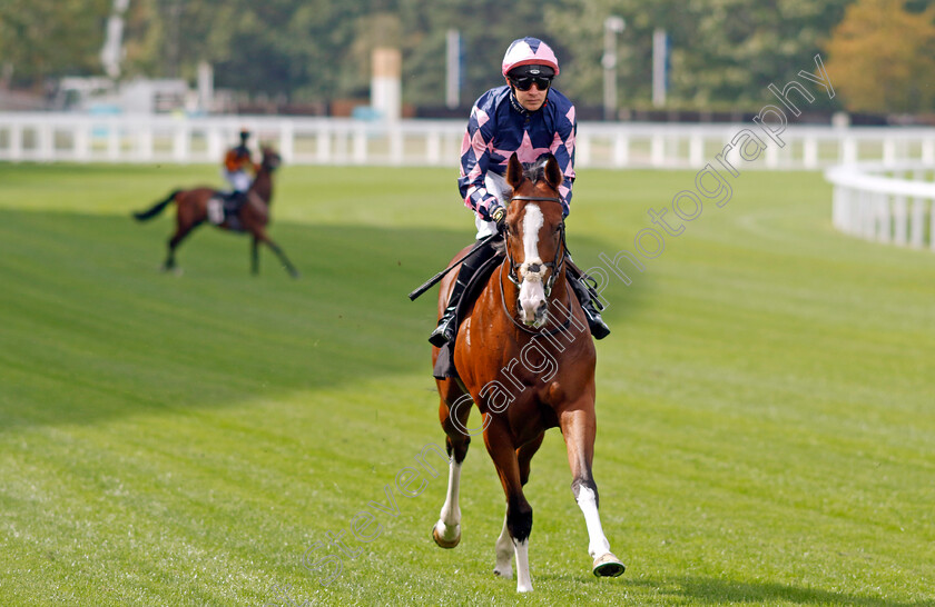 Cajetan-0001 
 CAJETAN (Charles Bishop)
Ascot 8 Sep 2023 - Pic Steven Cargill / Racingfotos.com