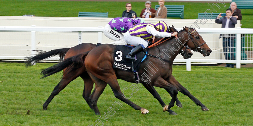 Tinto-0003 
 TINTO (Marco Ghiani) wins The Original Harrogate Water Handicap
Ascot 4 Oct 2019 - Pic Steven Cargill / Racingfotos.com