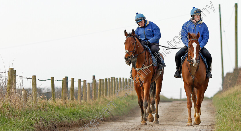 Native-River-0009 
 NATIVE RIVER (right) returning from exercise at Colin Tizzard's stables near Sherborne 21 Feb 2018 - Pic Steven Cargill / Racingfotos.com