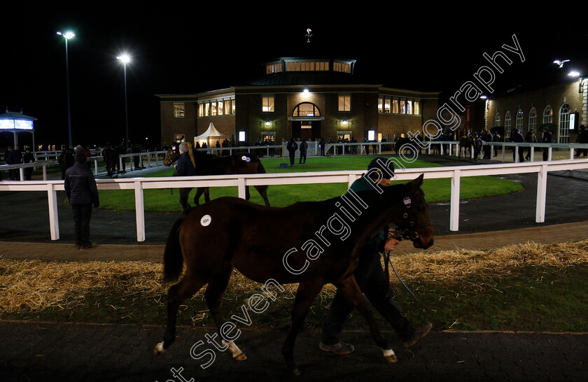 Foals-0005 
 Foals about to be sold at Tattersalls December Foal Sale, Newmarket 30 Nov 2017 - Pic Steven Cargill / Racingfotos.com