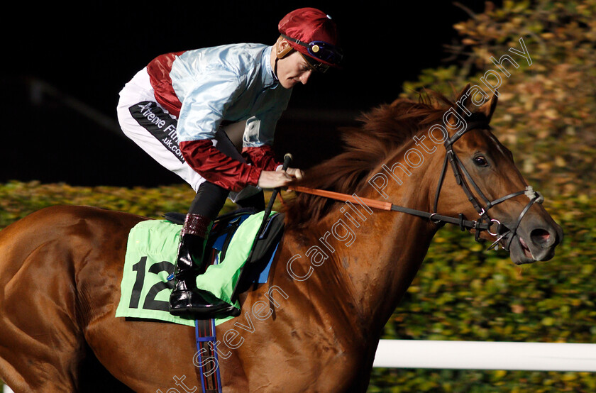 Omran-0001 
 OMRAN (Daniel Muscutt) Kempton 4 Oct 2017 - Pic Steven Cargill / Racingfotos.com