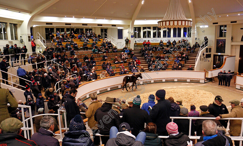 Foals-0007 
 A foal goes through the ring at Tattersalls December Foal Sale, Newmarket 30 Nov 2017 - Pic Steven Cargill / Racingfotos.com