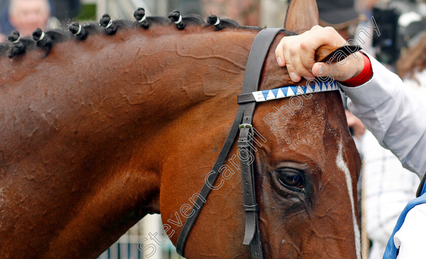 The-Foxes-0016 
 THE FOXES winner of The Al Basti Equiworld Dubai Dante Stakes
York 18 May 2023 - Pic Steven Cargill / Racingfotos.com