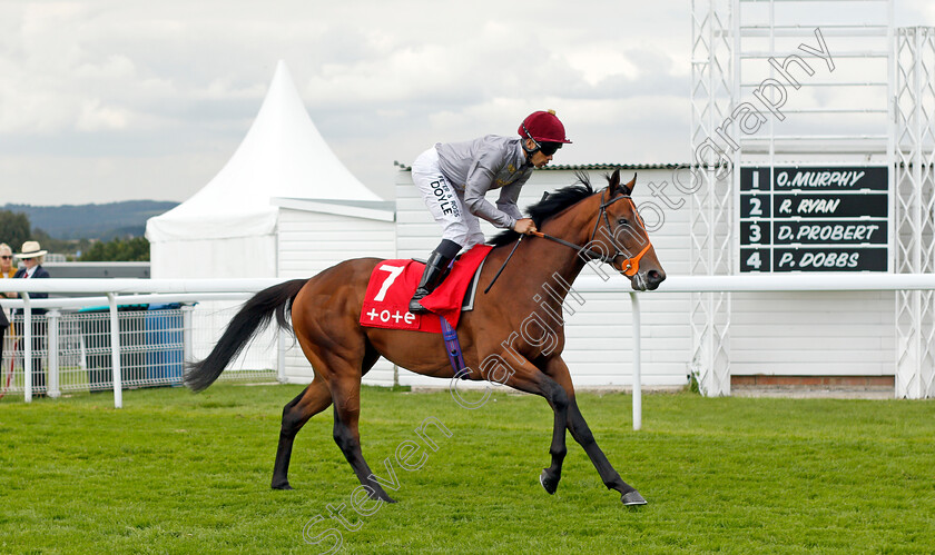 Shabbab-0001 
 SHABBAB (Sean Levey)
Goodwood 29 Aug 2021 - Pic Steven Cargill / Racingfotos.com