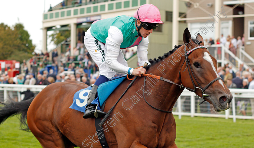 Opinionate-0004 
 OPINIONATE (Jim Crowley) wins The Lester Brunt Wealth Management Handicap Salisbury 7 Sep 2017 - Pic Steven Cargill / Racingfotos.com