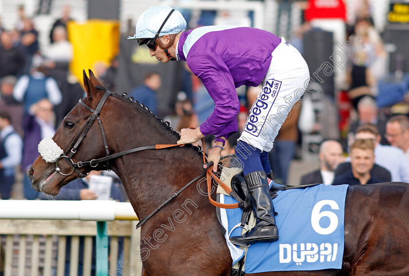 Galactic-Jack-0002 
 GALACTIC JACK (David Probert)
Newmarket 8 Oct 2022 - Pic Steven Cargill / Racingfotos.com