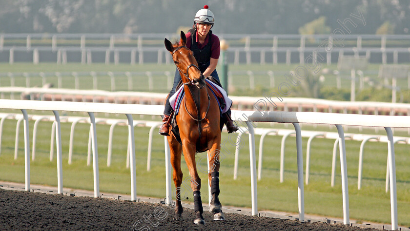 Big-Orange-0004 
 BIG ORANGE exercising in preparation for the Dubai Gold Cup Meydan 28 Mar 2018 - Pic Steven Cargill / Racingfotos.com