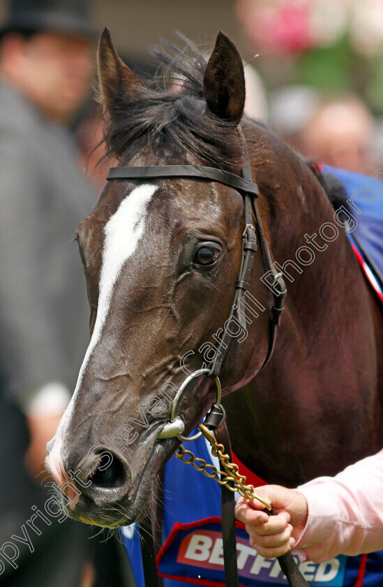 Auguste-Rodin-0011 
 AUGUSTE RODIN winner of The Betfred Derby
Epsom 3 Jun 2023 - Pic Steven Cargill / Racingfotos.com