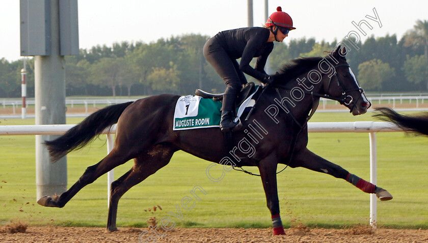 Auguste-Rodin-0003 
 AUGUSTE RODIN training for The Sheema Classic
Meydan Dubai 28 Mar 2024 - Pic Steven Cargill / Racingfotos.com