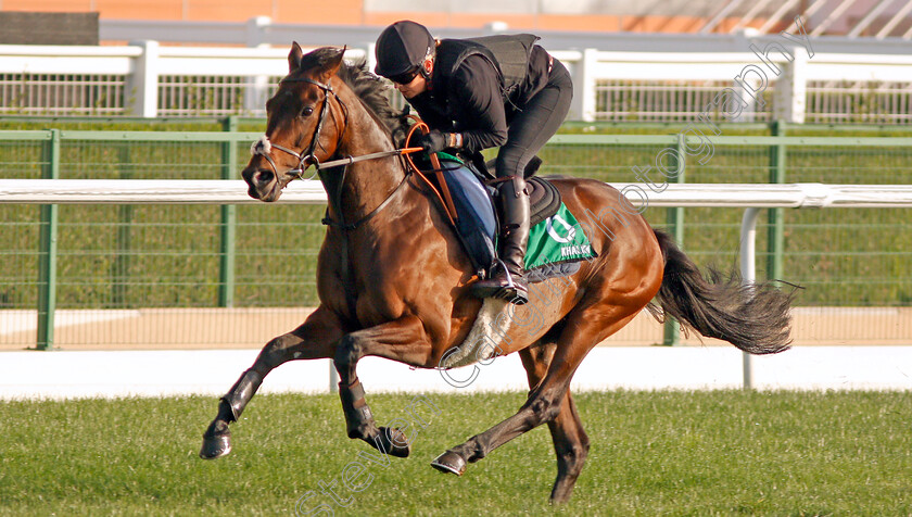 Khalidi-0001 
 KHALIDI exercising in preparation for The Dubai Sheema Classic Meydan 28 Mar 2018 - Pic Steven Cargill / Racingfotos.com