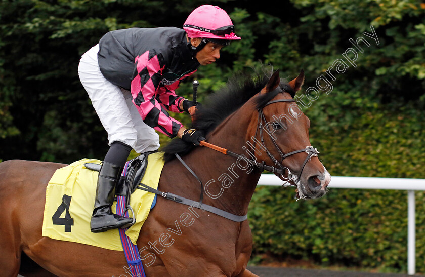 Endeavours-0001 
 ENDEAVOURS (Sean Levey)
Kempton 7 Aug 2024 - Pic Steven Cargill / Racingfotos.com