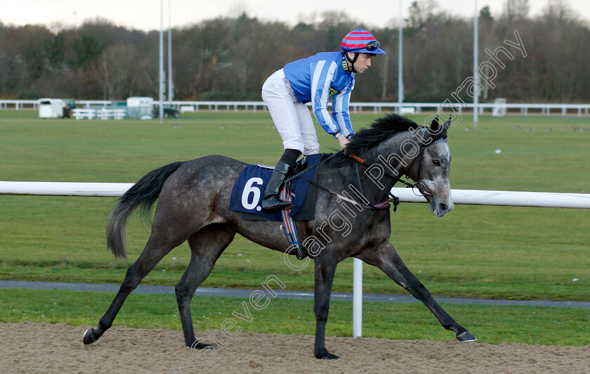 Delicious-0001 
 DELICIOUS (Callum Shepherd) winner of The Ladbrokes Bet £5 Get £20 Nursery
Wolverhampton 28 Nov 2018 - Pic Steven Cargill / Racingfotos.com