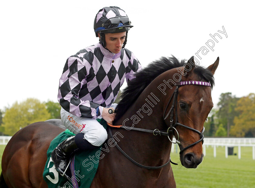 Go-Bears-Go-0002 
 GO BEARS GO (Rossa Ryan) winner of The Merriebelle Stable Commonwealth Cup Trial Stakes
Ascot 27 Apr 2022 - Pic Steven Cargill / Racingfotos.com