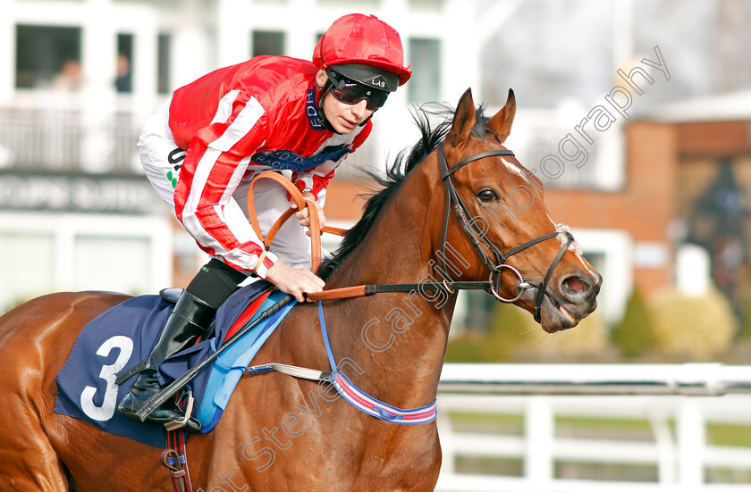 Toro-Dorado-0001 
 TORO DORADO (Luke Morris)
Lingfield 22 Feb 2020 - Pic Steven Cargill / Racingfotos.com