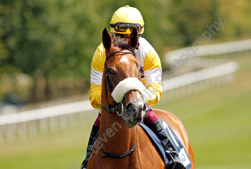 Transfer-Affection 
 TRANSFER AFFECTION (Cieren Fallon)
Newmarket 30th July 2022 - Pic Steven Cargill / Racingfotos.com