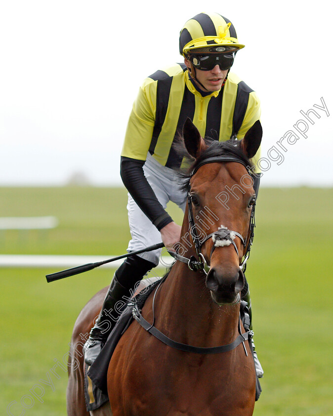 Bahrain-Pride 
 BAHRAIN PRIDE (James Doyle)
Newmarket 29 Oct 2021 - Pic Steven Cargill / Racingfotos.com