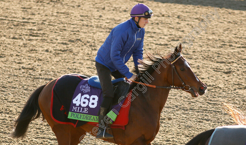 Polydream-0001 
 POLYDREAM exercising ahead of the Breeders' Cup Mile
Churchill Downs USA 29 Oct 2018 - Pic Steven Cargill / Racingfotos.com