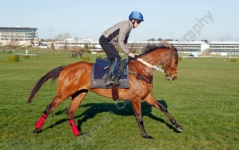 Honeysuckle-0007 
 HONEYSUCKLE exercising on the eve of the Cheltenham Festival
Cheltenham 14 Mar 2022 - Pic Steven Cargill / Racingfotos.com