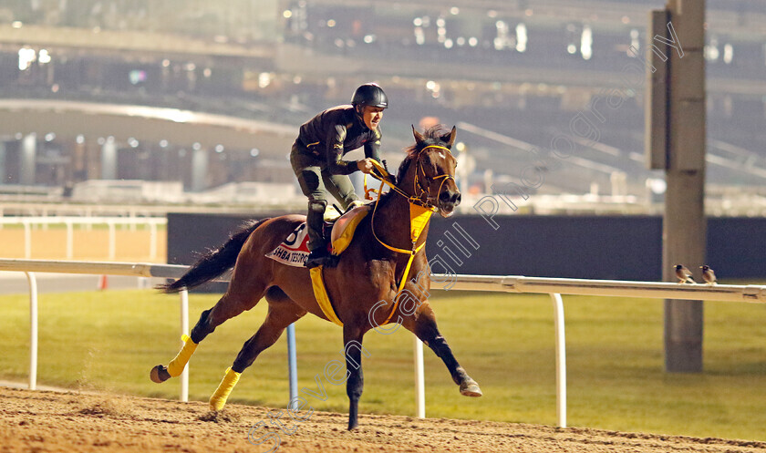 Ushba-Tesoro-0002 
 USHBA TESORO training for the Dubai World Cup
Meydan, Dubai, 21 Mar 2023 - Pic Steven Cargill / Racingfotos.com