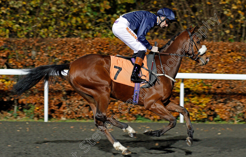 More-Harry-0001 
 MORE HARRY (Dougie Costello) Kempton 22 Nov 2017 - Pic Steven Cargill / Racingfotos.com