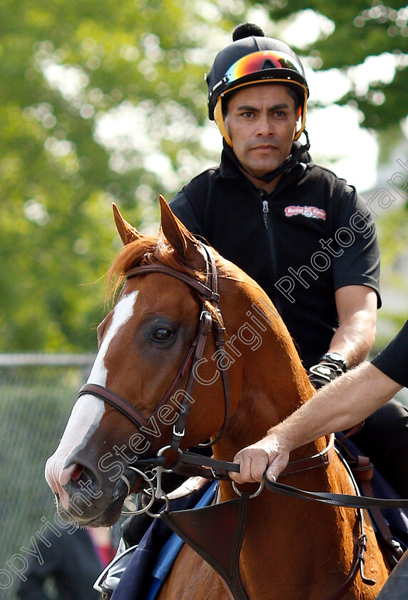 Justify-0010 
 JUSTIFY exercising in preparation for The Belmont Stakes
Belmont Park 8 Jun 2018 - Pic Steven Cargill / Racingfotos.com