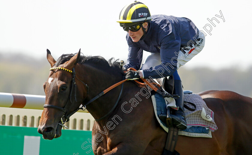 Sakheer-0005 
 SAKHEER (David Egan) racecourse gallop
Newmarket 18 Apr 2023 - Pic Steven Cargill / Racingfotos.com