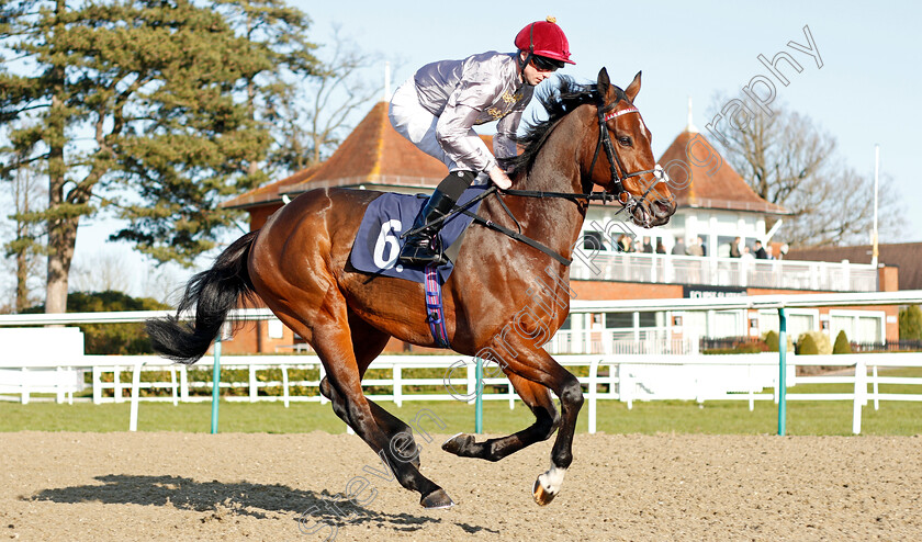 Almufti-0001 
 ALMUFTI (Jack Mitchell) before The Bombardier March To Your Own Drum Handicap
Lingfield 8 Feb 2020 - Pic Steven Cargill / Racingfotos.com