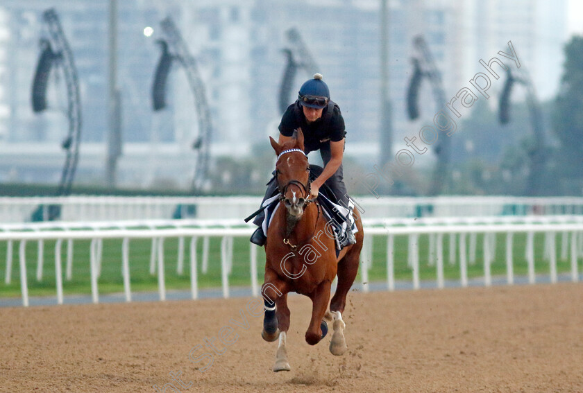 Salvuccio-0002 
 SALVUCCIO training at the Dubai Racing Carnival 
Meydan 4 Jan 2024 - Pic Steven Cargill / Racingfotos.com