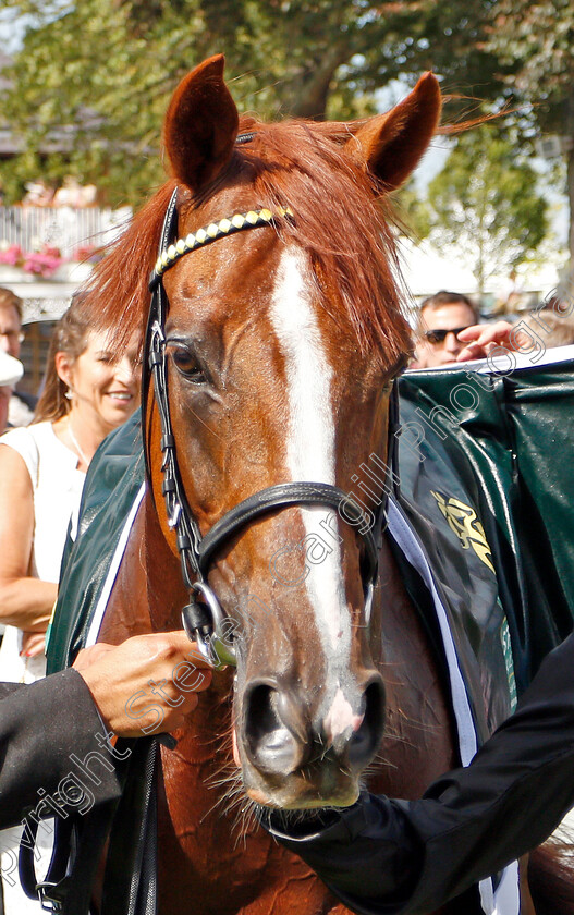 Stradivarius-0013 
 STRADIVARIUS after The Weatherbys Hamilton Lonsdale Cup
York 23 Aug 2019 - Pic Steven Cargill / Racingfotos.com