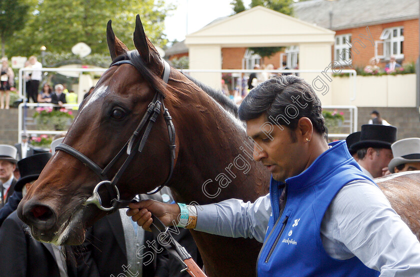 Blue-Point-0010 
 BLUE POINT after The Diamond Jubilee Stakes
Royal Ascot 22 Jun 2019 - Pic Steven Cargill / Racingfotos.com