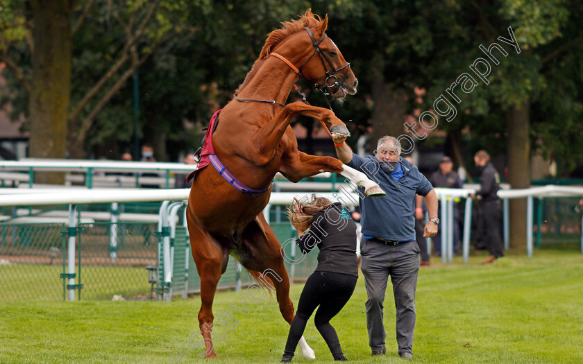 City-Storm-0007 
 CITY STORM giving his handlers a spot of bother before going to the start and finishing last
Haydock 3 Sep 2020 - Pic Steven Cargill / Racingfotos.com