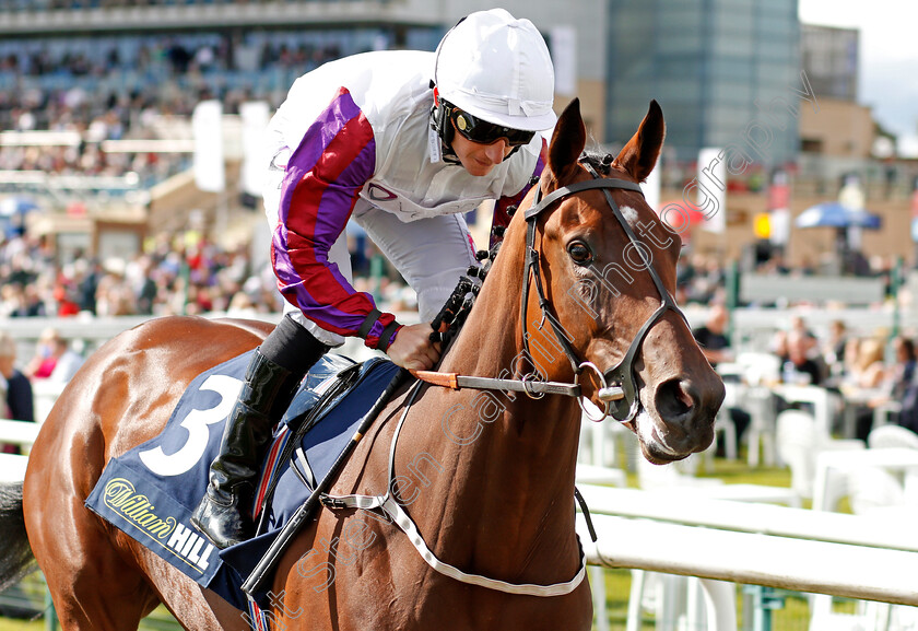 Laurens-0002 
 LAURENS (P J McDonald) winner of The William Hill May Hill Stakes Doncaster 14 Sep 2017 - Pic Steven Cargill / Racingfotos.com