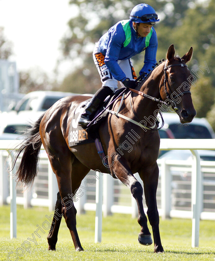 Victory-Command-0001 
 VICTORY COMMAND (Silvestre De Sousa)
Sandown 1 Sep 2018 - PIc Steven Cargill / Racingfotos.com