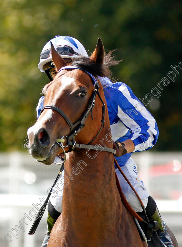 Sun-Power-0001 
 SUN POWER (Silvestre De Sousa)
Newbury 17 Aug 2019 - Pic Steven Cargill / Racingfotos.com