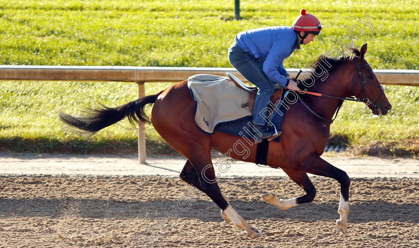 Toast-Of-New-York-0001 
 TOAST OF NEW YORK exercising ahead of the The Marathon 
Churchill Downs USA 29 Oct 2018 - Pic Steven Cargill / Racingfotos.com