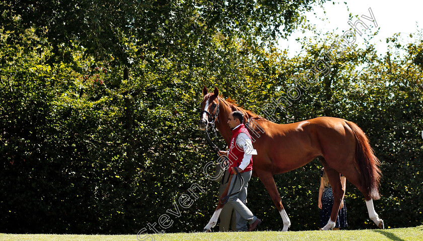 Stradivarius-0001 
 STRADIVARIUS before winning The Qatar Goodwood Cup
Goodwood 31 Jul 2018 - Pic Steven Cargill / Racingfotos.com