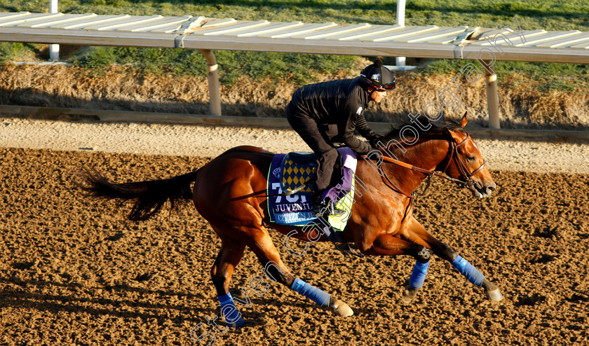 Citizen-Bull-0001 
 CITIZEN BULL training for the Breeders' Cup Juvenile
Del Mar USA 30 Oct 2024 - Pic Steven Cargill / Racingfotos.com