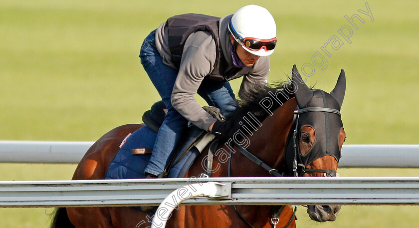 Mishriff-0002 
 MISHRIFF cantering on Warren Hill in preparation for The Eclipse Stakes
Newmarket 1 Jul 2021 - Pic Steven Cargill / Racingfotos.com