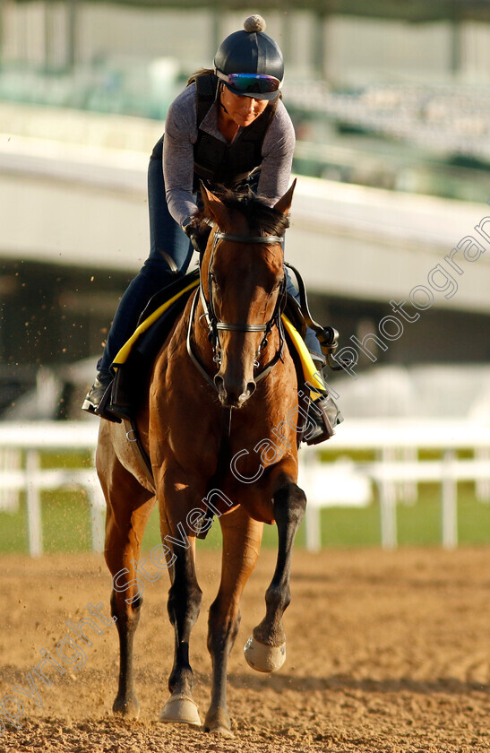 Shirl s-Speight-0002 
 SHIRL'S SPEIGHT training for The Dubai Turf
Meydan, Dubai, 22 Mar 2023 - Pic Steven Cargill / Racingfotos.com