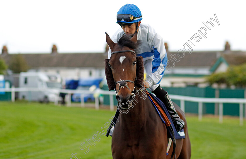 Ideal-Guest-0007 
 IDEAL GUEST (Mikkel Mortensen) winner of The Regular Offers On Bresbet.com Handicap
Yarmouth 16 Oct 2023 - Pic Steven Cargill / Racingfotos.com