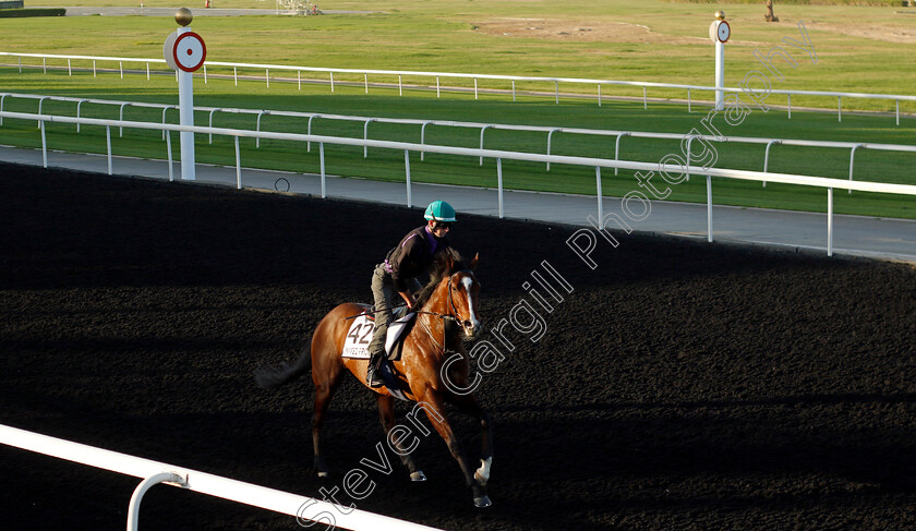 United-Front-0002 
 UNITED FRONT training at the Dubai World Cup Carnival
Meydan 5 Jan 2023 - Pic Steven Cargill / Racingfotos.com