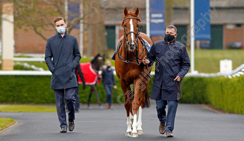 Stradivarius-0001 
 STRADIVARIUS before winning the Longines Sagaro Stakes
Ascot 28 Apr 2021 - Pic Steven Cargill / Racingfotos.com