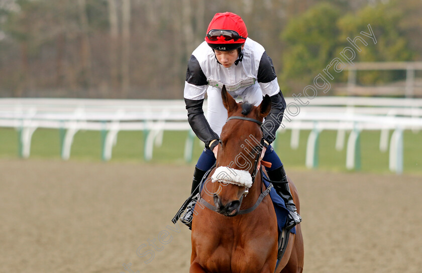 At-Liberty-0001 
 AT LIBERTY (Archie Young)
Lingfield 7 Mar 2024 - Pic Steven Cargill / Racingfotos.com