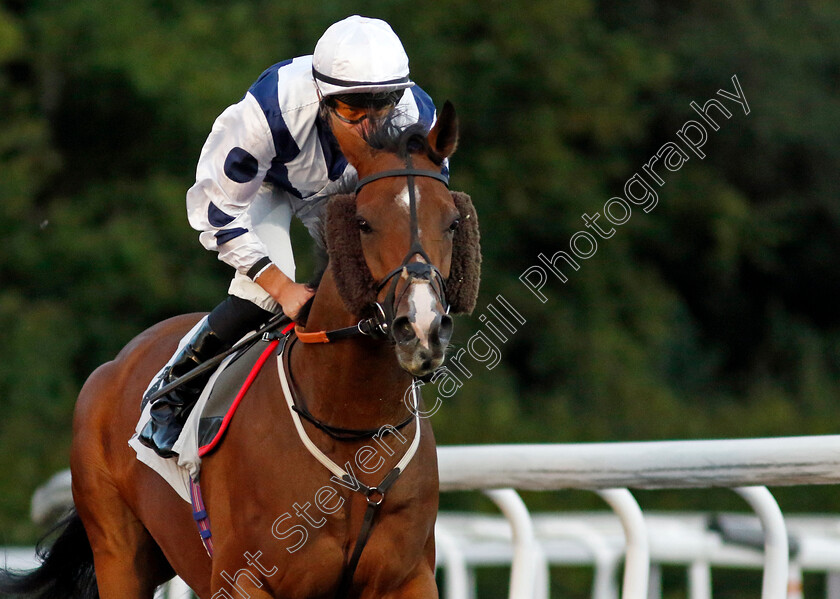 Orchestra-0002 
 ORCHESTRA (Tom Marquand)
Kempton 2 Oct 2024 - pic Steven Cargill / Racingfotos.com