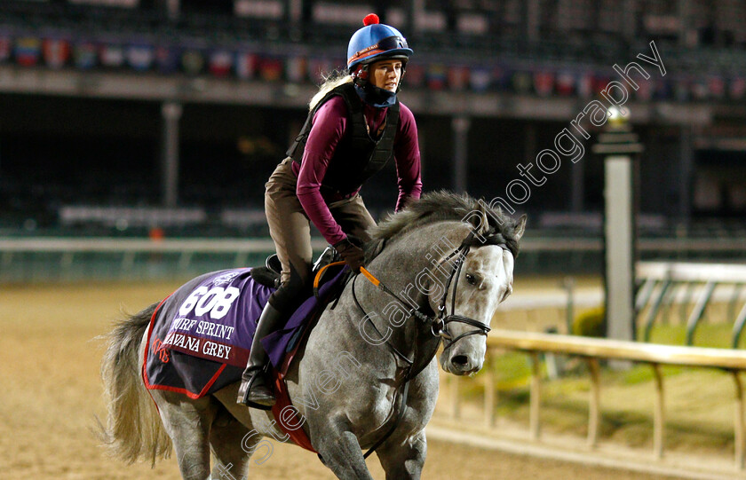 Havana-Grey-0002 
 HAVANA GREY exercising ahead of The Breeders' Cup Turf Sprint
Churchill Downs USA 29 Oct 2018 - Pic Steven Cargill / Racingfotos.com