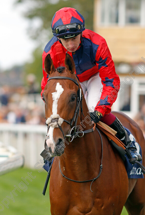 Imperial-Fighter-0002 
 IMPERIAL FIGHTER (Oisin Murphy)
York 18 Aug 2021 - Pic Steven Cargill / Racingfotos.com