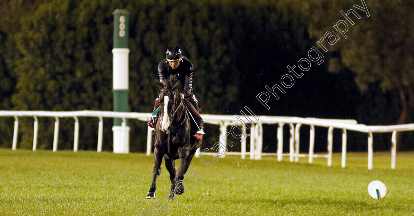 Equinox-0003 
 EQUINOX training for The Sheema Classic
Meydan, Dubai, 22 Mar 2023 - Pic Steven Cargill / Racingfotos.com