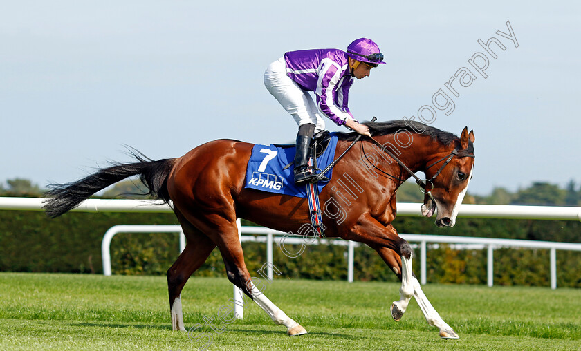 Diego-Velazquez-0010 
 DIEGO VELAZQUEZ (Ryan Moore) winner of The KPMG Champions Juvenile Stakes
Leopardstown 9 Sep 2023 - Pic Steven Cargill / Racingfotos.com