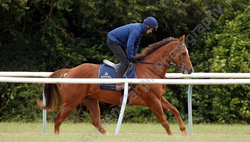 Redkirk-Warrior-0003 
 Australian trained REDKIRK WARRIOR on the gallops in Newmarket ahead of his Royal Ascot challenge
Newmarket 14 Jun 2018 - Pic Steven Cargill / Racingfotos.com